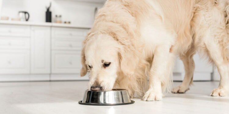 Qual é o melhor horário para alimentar o seu cachorro?