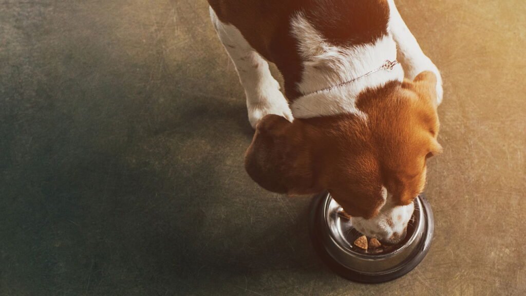 Poucos sabem: os 5 alimentos que você nunca deve dar ao seu cão, de acordo com um treinador de cães