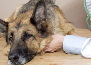 Como identificar sinais de envenenamento em cães e gatos