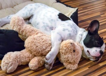 Não é na cama: onde os cães têm que dormir na primavera