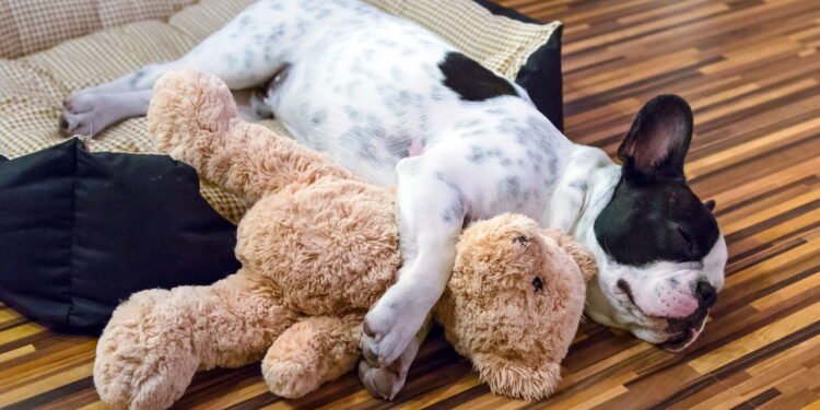 Não é na cama: onde os cães têm que dormir na primavera