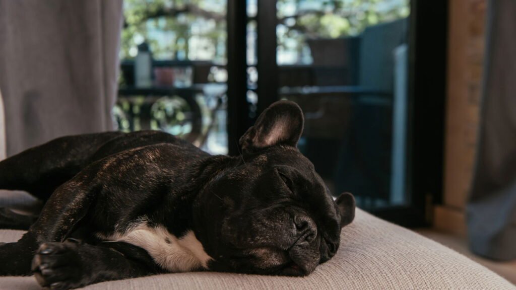 Não é na cama: onde os cães têm que dormir na primavera