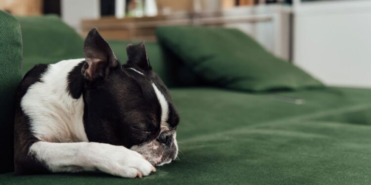 Onde os cães devem dormir nas noites frias, de acordo com especialistas