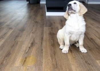 Se você tem animais de estimação, este truque é para você: o ingrediente a ser usado para evitar que eles urinem em sua casa