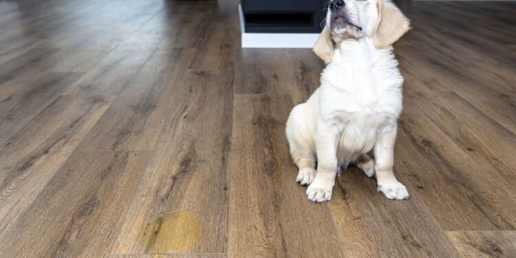 Se você tem animais de estimação, este truque é para você: o ingrediente a ser usado para evitar que eles urinem em sua casa