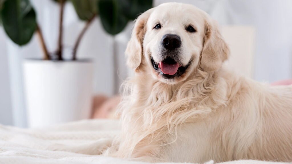 6 sinais de um cão feliz, segundo veterinários