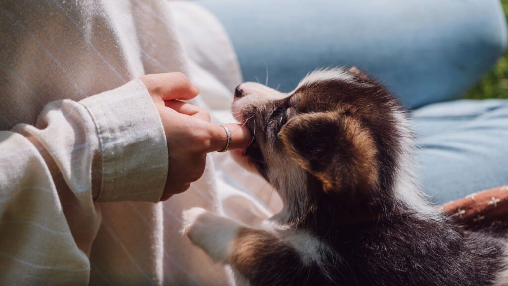 Estudo surpreendente revela quais raças de cães são mais travessas quando filhotes