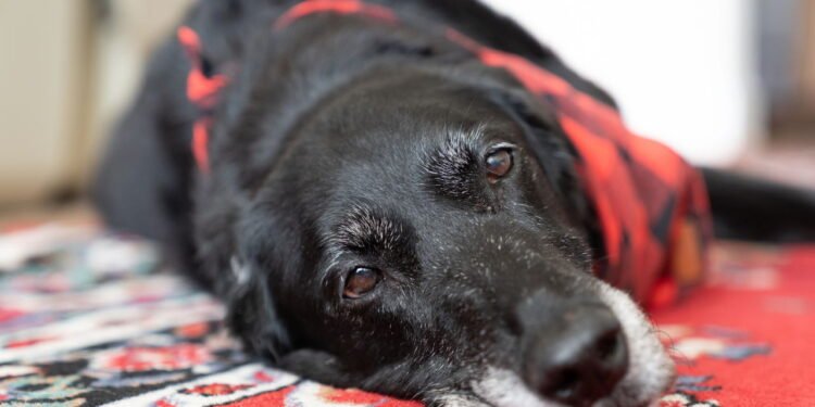 Com que idade um cachorro é considerado velho?