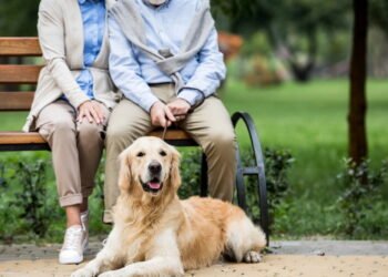 Essas são as melhores raças de cachorro para pessoas com mais de 65 anos