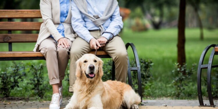 Essas são as melhores raças de cachorro para pessoas com mais de 65 anos