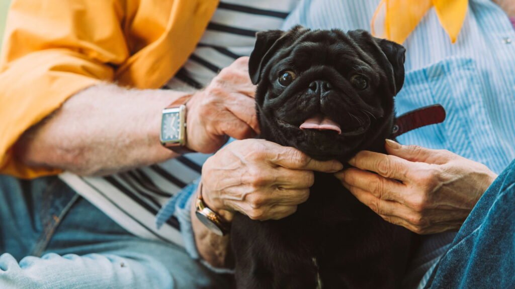 Essas são as melhores raças de cachorro para pessoas com mais de 65 anos