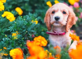 As 5 melhores plantas que aceitam animais de estimação, ideais para o lar, segundo um especialista