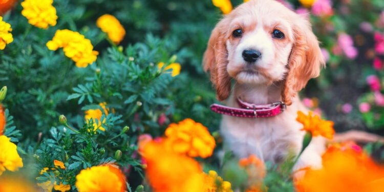 As 5 melhores plantas que aceitam animais de estimação, ideais para o lar, segundo um especialista