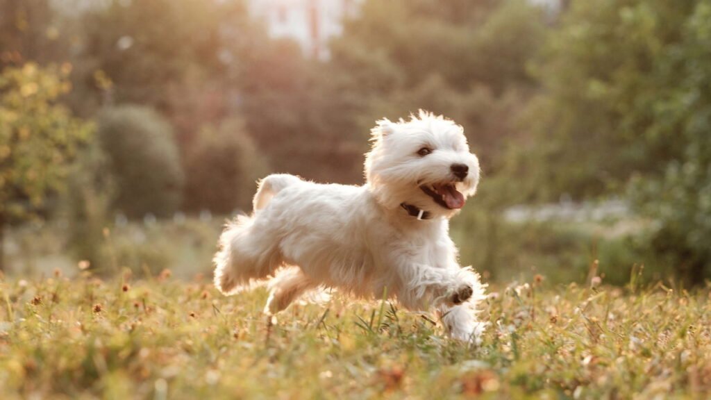 As 5 melhores plantas que aceitam animais de estimação, ideais para o lar, segundo um especialista