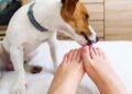 O que significa quando seu cão lambe seus pés, de acordo com especialistas em comportamento canino