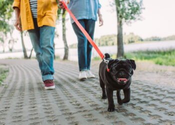 Coleira ou peitoral: a melhor opção para passear com seu cachorro, segundo veterinários