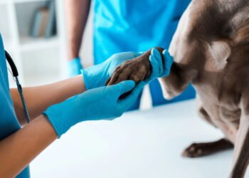 O que significa quando seu cachorro lambe muito as patas?