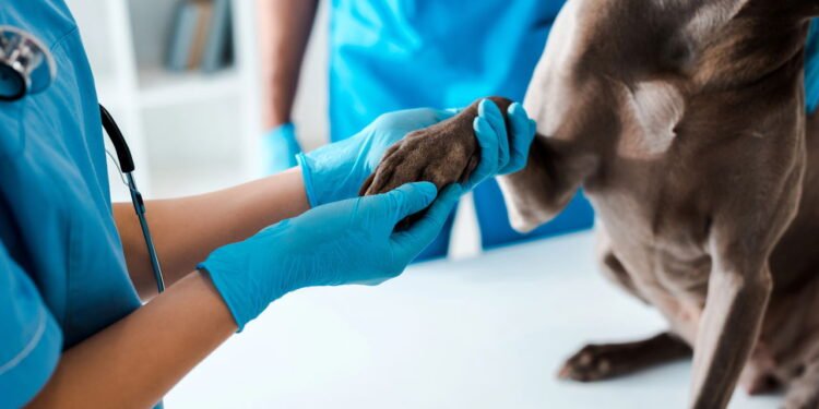 Pata do cachorro - Créditos: depositphotos.com / VitalikRadko