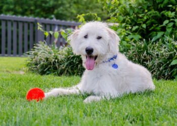 5 raças de cães que não precisam de quintal, segundo veterinários