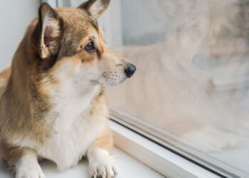 Estudo mostra que donos de cães têm dificuldade em relaxar nas férias sem seus animais de estimação