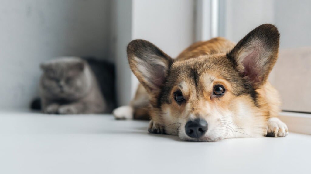 Estudo mostra que donos de cães têm dificuldade em relaxar nas férias sem seus animais de estimação