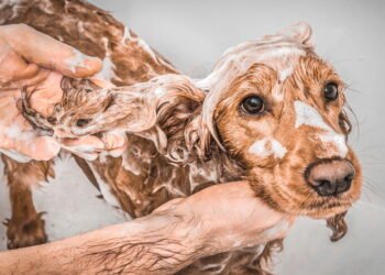 Com que frequência você deve dar banho em um cachorro na primavera, de acordo com especialistas?