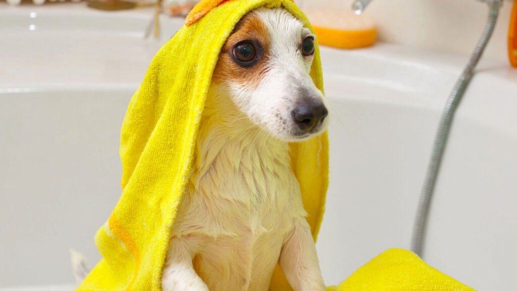 Com que frequência você deve dar banho em um cachorro na primavera, de acordo com especialistas?