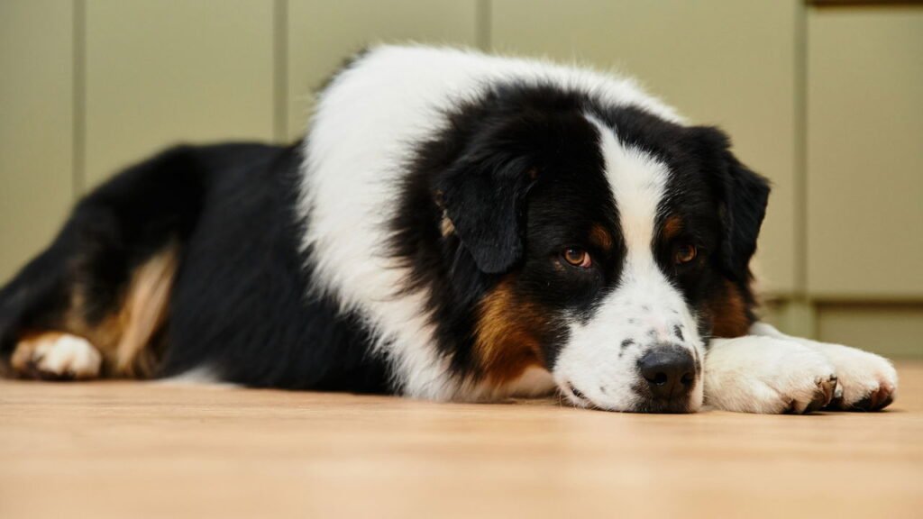 8 raças de cães preguiçosos se você quer um cão tranquilo
