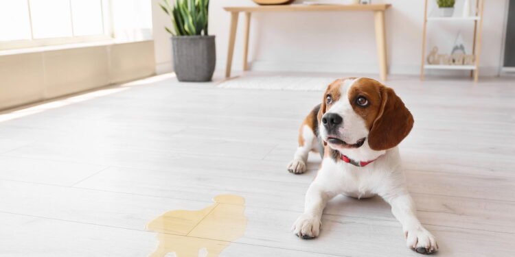 Como ensinar cães e gatos a fazerem necessidades no lugar certo