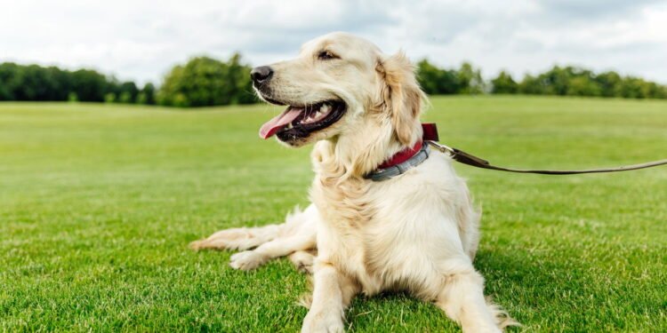 7 maneiras engraçadas pelas quais os cães "falam" com seus donos e o que eles querem dizer