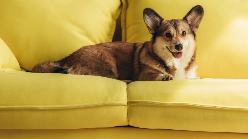 A raça de cachorro mais protetora do dono segundo especialistas