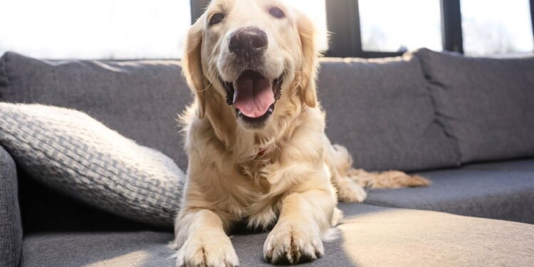 Que raça de cão você é, de acordo com seu ano de nascimento