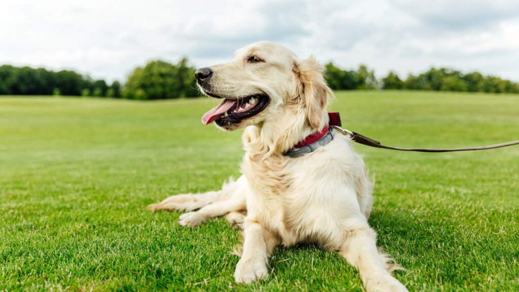 Que raça de cão você é, de acordo com seu ano de nascimento