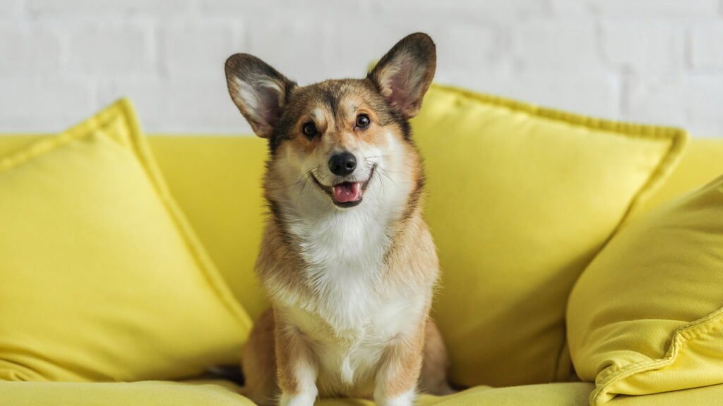Pais de cães juram por este truque de 5 minutos para acalmar filhotes