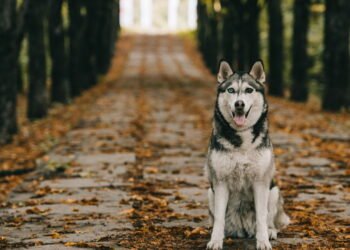 7 raças de cães que podem ajudar você a baixar o sangue, dizem especialistas