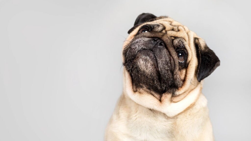 O que significa para o seu cão inclinar a cabeça quando você fala com ele, de acordo com especialistas