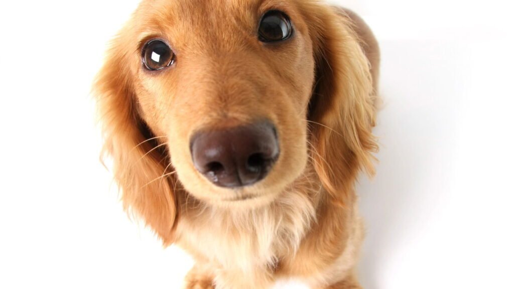 O que significa quando seu cachorro olha em seus olhos por muito tempo, de acordo com especialistas