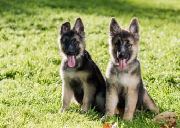 TDAH em cães: Um problema cada vez mais visível