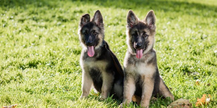 TDAH em cães: Um problema cada vez mais visível