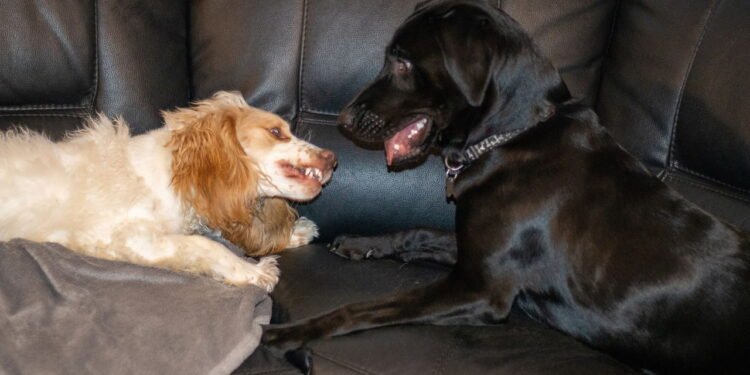 Compreendendo o comportamento destrutivo de cães: causas e soluções