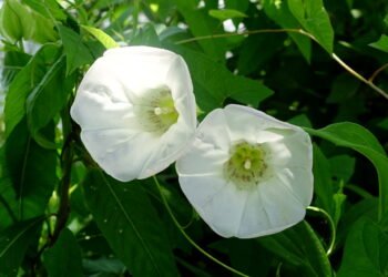 Planta bonita que parece inofensiva pode destruir seu jardim inteiro