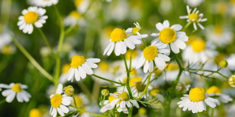Embora a camomila seja considerada segura para a maioria das pessoas, nem todos podem utilizá-la sem risco - Créditos: depositphotos.com / starush
