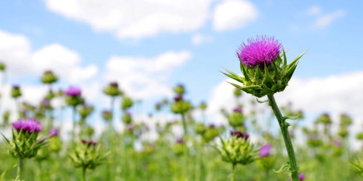 conhecida por seu papel significativo na proteção do fígado - Créditos: depositphotos.com / vencav