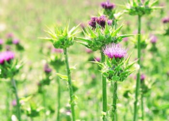 O chá detox mais completo para eliminar toxinas e equilibrar o corpo