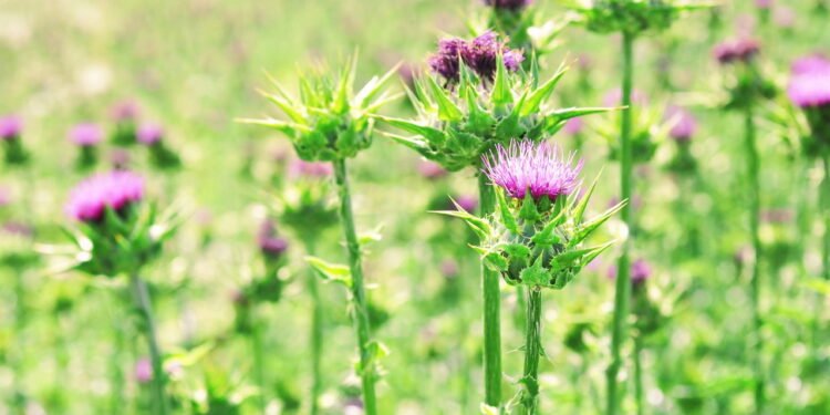 O chá detox mais completo para eliminar toxinas e equilibrar o corpo