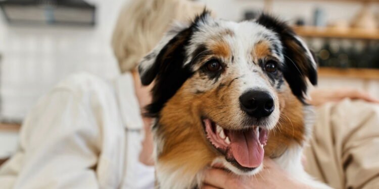 Onde acariciar seu cão para que ele se sinta mais feliz, segundo especialistas