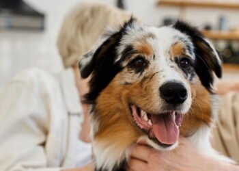 O que significa falar com animais de estimação como se fossem humanos, segundo a psicologia?