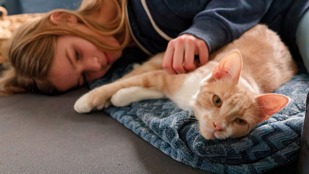 O que os gatos sentem quando você coça a barriga deles, segundo especialistas em comportamento felino