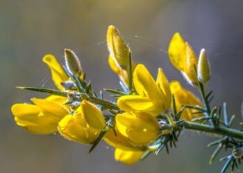 A planta brasileira que fortalece o fígado e é fácil de cultivar