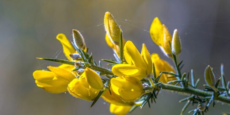 A planta brasileira que fortalece o fígado e é fácil de cultivar